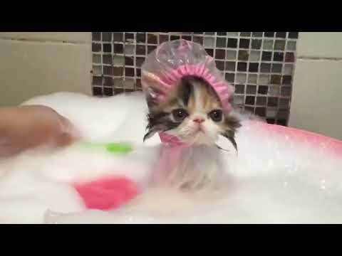 funny animal situations😆