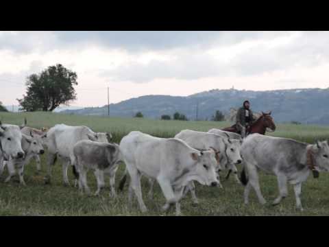 Riparte la Transumanza dalle Quercigliole! Ferrazzano sullo sfondo. Transumanza 2015