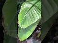 Pruning my banana tree for the FIRST TIME!! #bananatree #pruning #tropicalplants