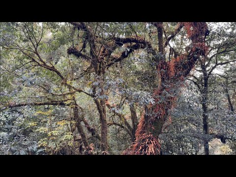 Journey up to the subtropical canopy