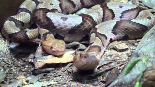 preview picture of video 'Copperhead Snakes At The Atlanta Zoo'