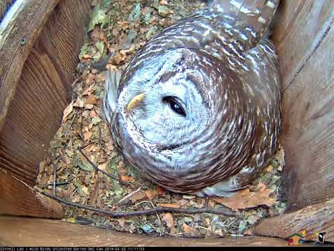 Female Barred Owl Has Her Eye On You – Apr. 2, 2019