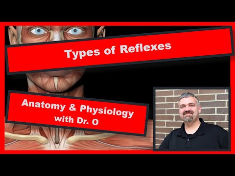Types of Reflexes:  Anatomy and Physiology
