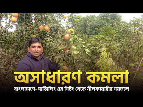 অসাধারণ কমলা(গ্রেড-এ প্লাস) হচ্ছে বাংলাদেশে- দার্জিলিং এর সিটং থেকে নীলফামারীর সমতলে