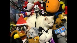 CAT LOCKED INSIDE CLAW MACHINE! | JOYSTICK