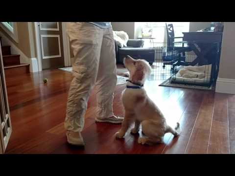 Dallas — Puppy training Port Orange