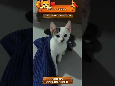 Vídeo de Luma e tapioca 