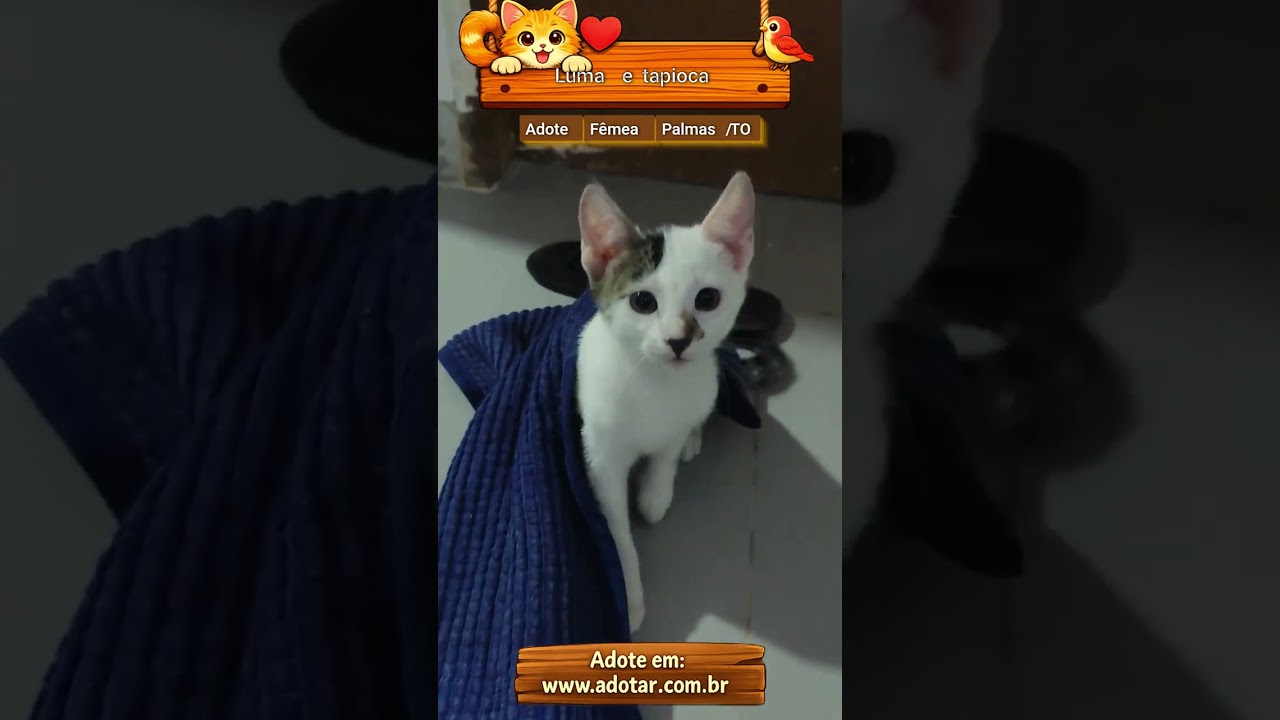 Gato raça SRD-ViraLata idade 2 a 6 meses nome Luma e tapioca 