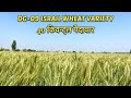 DG-09 Israil wheat variety | Best wheat seed variety