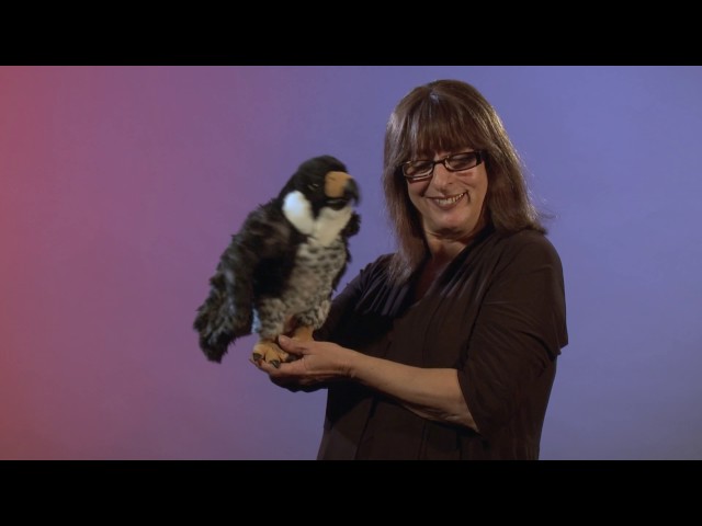 Video Teaser für Folkmanis® Peregrine Falcon Puppet Demo