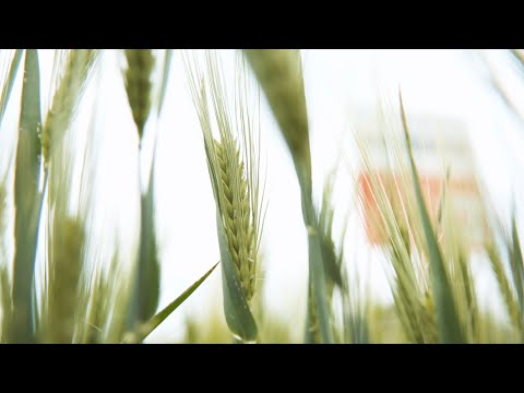 Durch Pre-Breeding zu robuster Gerste