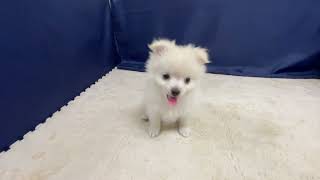 ハーフ犬の動画01