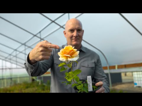 Is this the right bloom? New roses bloom a little different.