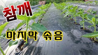 [텃밭농부. 1,086]  참깨 마지막 솎음. 한구멍에 한포기 #참깨재배