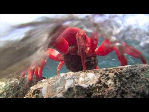 download lagu mp3 mp4 Crab Eggs, download lagu Crab Eggs gratis, unduh video klip Crab Eggs