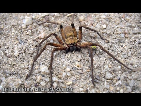 Wietnam SPECIAL! [2/3]  Jest coraz ciekawiej