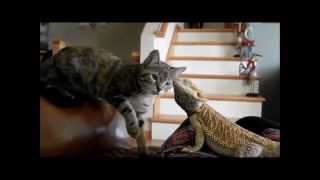 Shithead Vs. Meeko (Cat Vs. Bearded Dragon)
