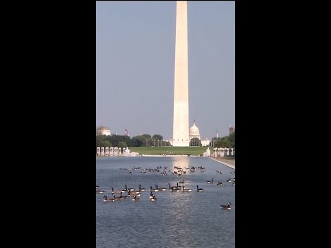 DOJ drops Reflecting Pool vandalism case