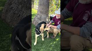 Video preview image #1 Saluki Puppy For Sale in Pasadena, CA, USA