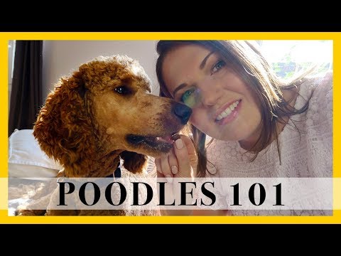 STANDARD POODLE Pros, Cons & Personality of this Large Breed Dog Video