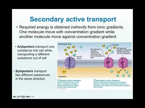 Cellular Level of Organization Part 4 (Bio 260)