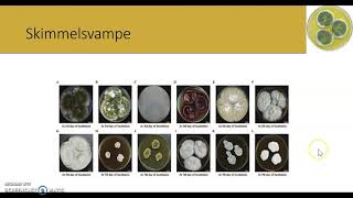 mikroskopiske svampe