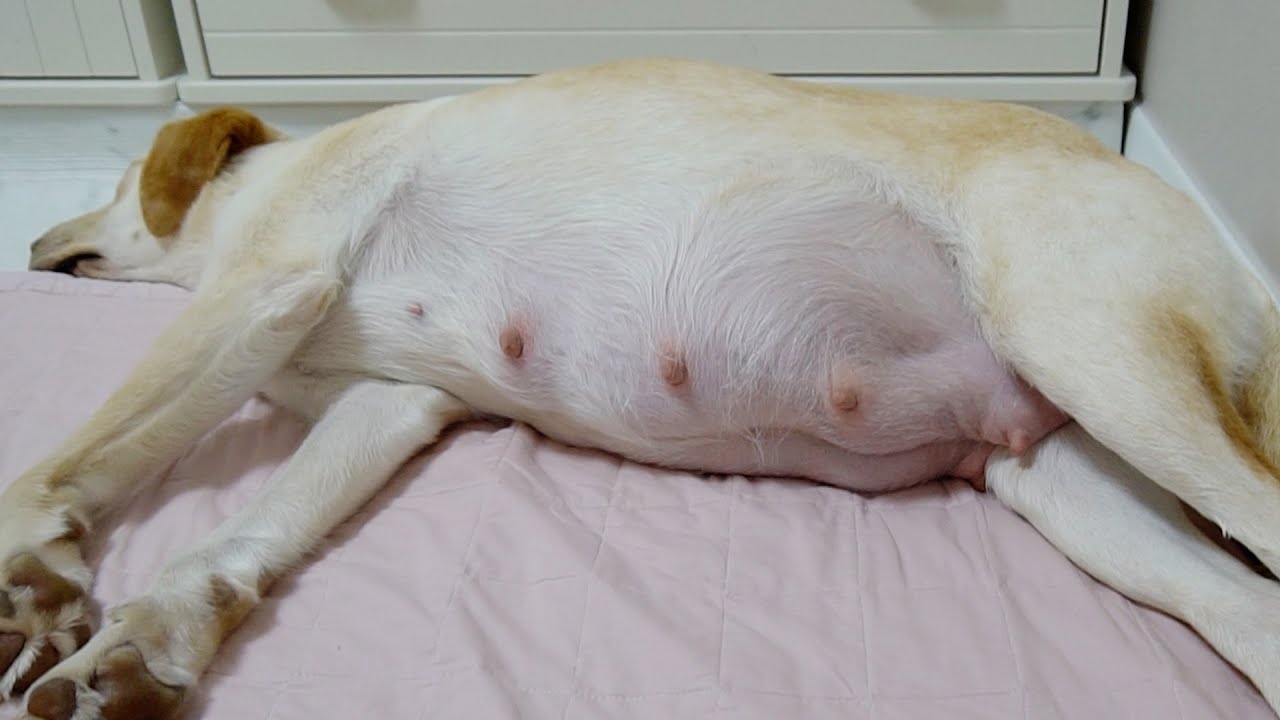 우리집 강아지가 임신을 했어요!