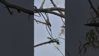 Download lagu African blue tit song and call#mixto #الحداد #القرقف#mésange #fyp #mixto #هجين mp3 Download lagu African blue tit song and call#mixto #الحداد #القرقف#mésange #fyp #mixto #هجين mp3