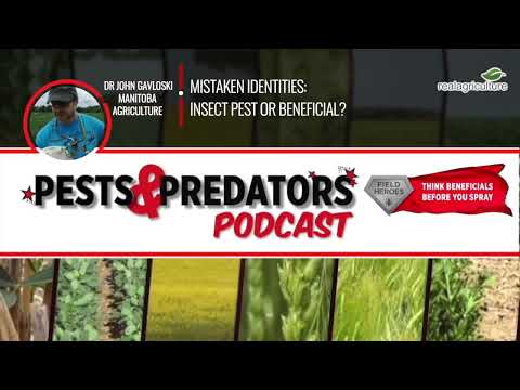 Pests & Predators, Ep 14: Mistaken identies: insect pest or beneficial insect?
