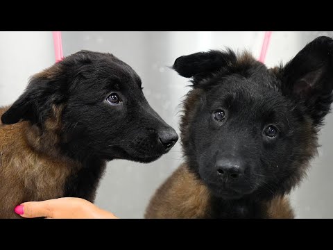 This Dog Is The Definition Of Puppy Dog Eyes 🥺 | Adorable Belgian Tervuren Puppy
