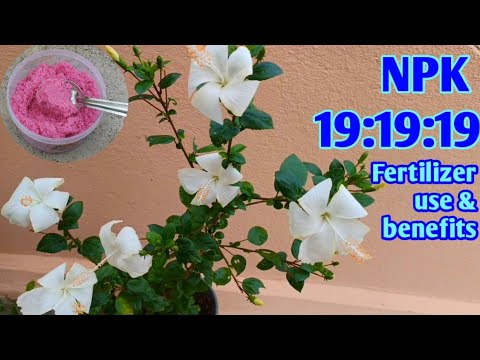 NPK 19 19 19 Fertilizer - NPK 19 19 19 Latest Price, Manufacturers