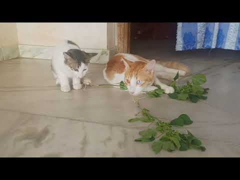 Fat Cat High on Cat nip