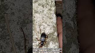 Download lagu kumbang pengebom/bombardier beetle mp3
