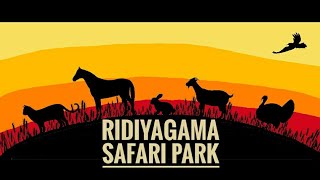 preview picture of video 'Travelling Hare : Ridiyagama Safari Park'