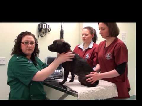 Small animal abdominal ultrasound video 9 HD - Completing the abdominal ultrasound exam