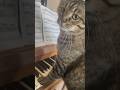 cat plays even more piano! #piano #cat #catpiano