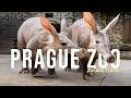 Prague Zoo Tour Europe S Best Conservation Zoo