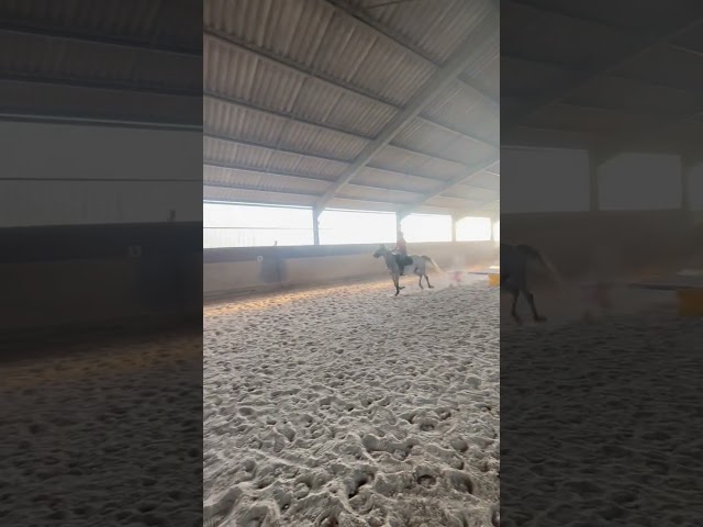 Jument de sport  