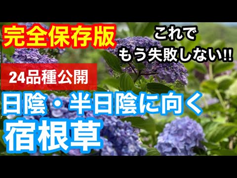 好きな植物 日陰の少ない土壌 丈夫なシダ
