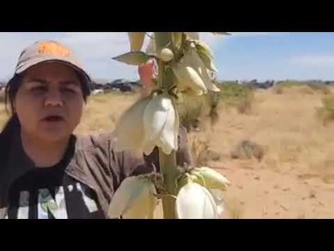 Chihuahuan Desert Soaptree Yucca (Yucca elata)