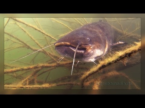 Tauchen im Althäuser See bei Kronau, Althäuser See,Kronau,Baden Württemberg,Deutschland