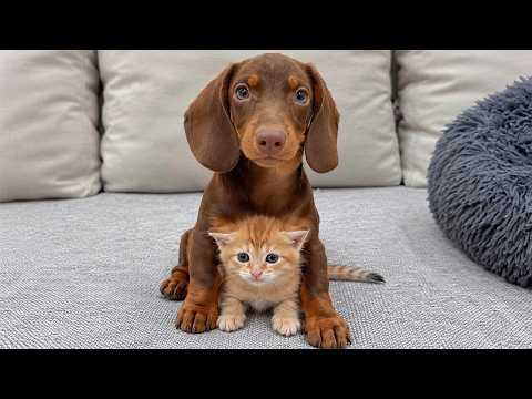 YouTube 썸네일