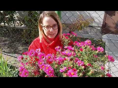 Strapabíró növények: el sem hiszed, hogy ez a virág mennyi mindent kibír