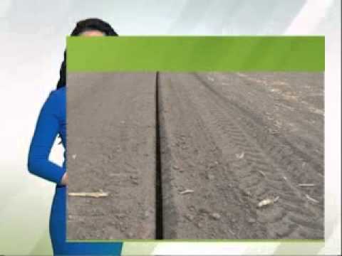 Zelena prognoza 25.3.2015. - Stanje useva šećerne repe na području Vojvodine