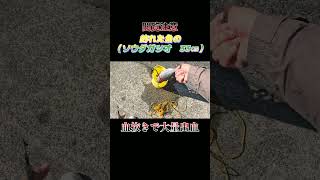 【閲覧注意】魚（ソウダガツオ　33センチ）の血抜きで大量出血！#shorts #釣り #ショアジギング