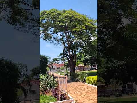 Itaberaí - Goiás - 10/10/2026 12:30