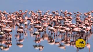 La Gran Migración, nómadas de la sabana