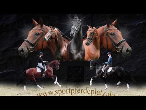 Stute von Van Vivaldi