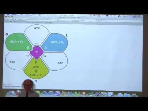 Kevin Ahern's Bite-Sized Biochemistry #33 - Electron Transport II / Oxidative Phosphorylation