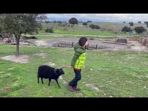 , title : 'NIÑA PASEANDO OVEJA ENANA'